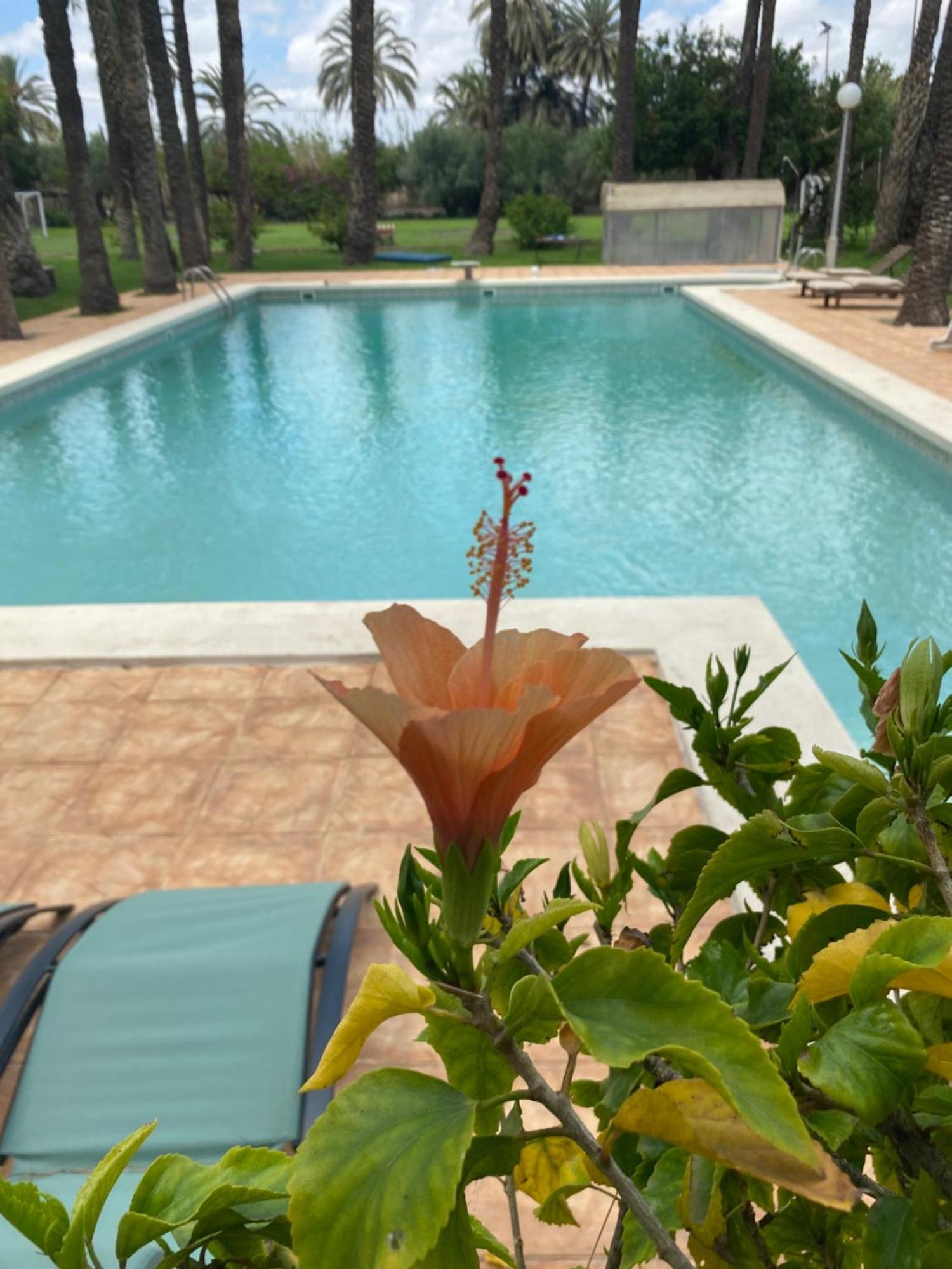 Pink Lemon House Bed & Breakfast Elche Ngoại thất bức ảnh